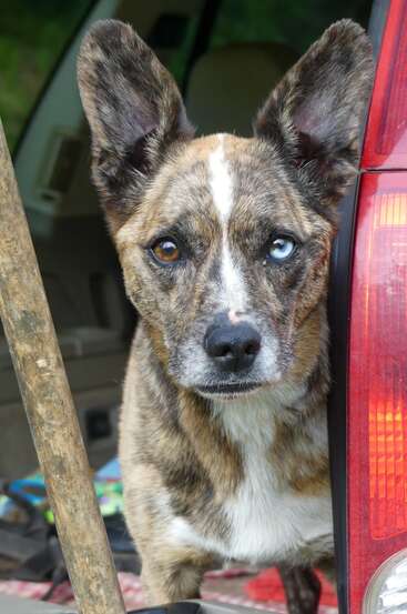 A brindle dog with large ears and heterochromia—one blue eye, one brown—stands beside a red car, looking attentively at the camera.