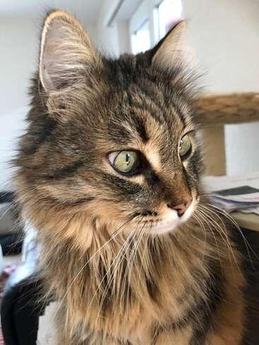 Das Bild zeigt eine langhaarige gestromte Katze mit grünen Augen, die nach rechts blickt, vor einem unscharfen Hintergrund eines Zimmers mit weißen Wänden und einem Fenster.