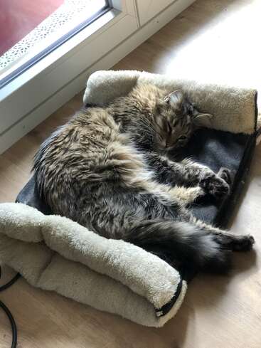 Das Bild zeigt eine langhaarige Katze, die auf einem plüschigen, grau-weißen Bett neben einem Fenster liegt und ein Gefühl der Entspannung ausstrahlt.