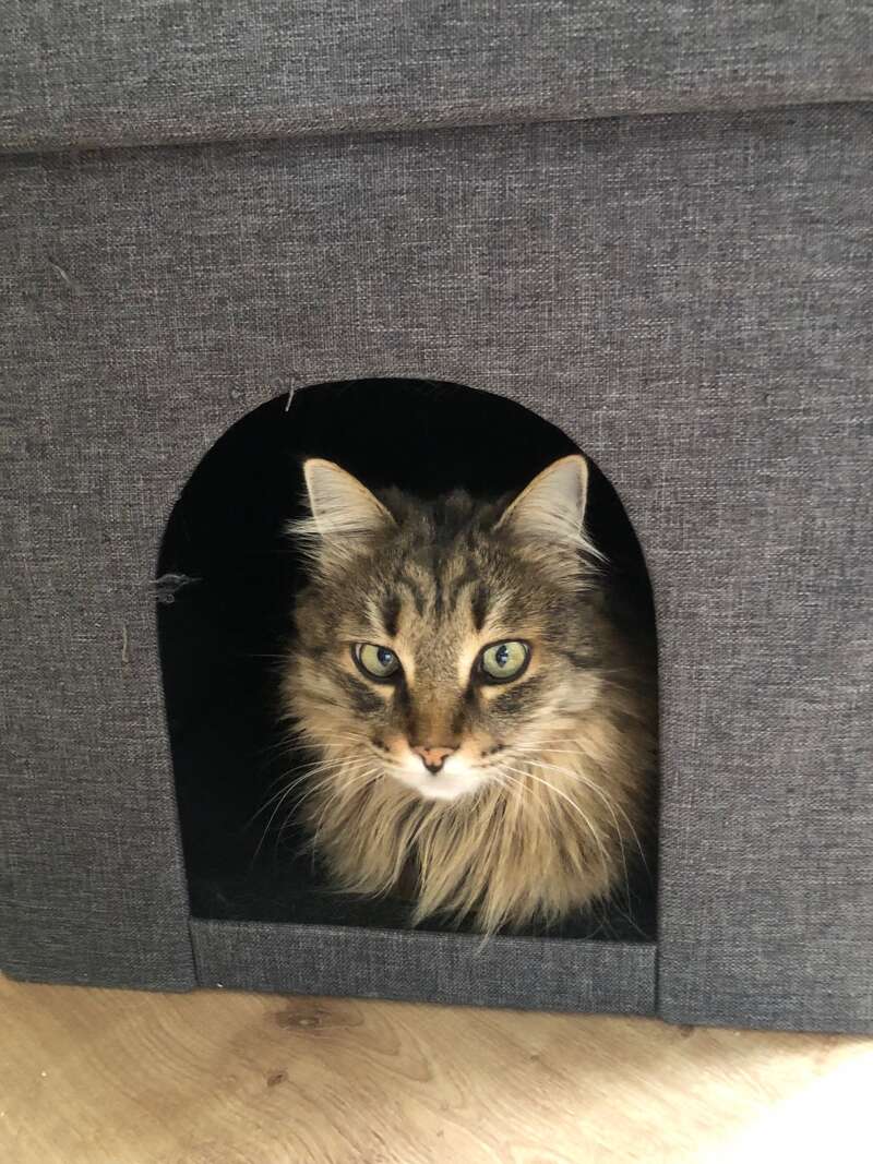 Das Bild zeigt eine langhaarige Katze mit auffallend grünen Augen, die in einem grauen Katzenhaus aus Stoff mit einem gewölbten Eingang auf einem Holzboden sitzt.