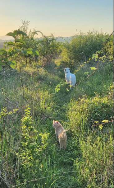 Un gato y un perro caminan por un sendero cubierto de hierba y rodeado de frondosos arbustos verdes, disfrutando juntos del resplandor dorado de una tranquila puesta de sol vespertina.