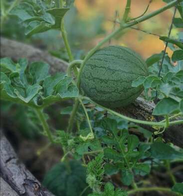 Una pequeña sandía verde crece en una enredadera, rodeada de hojas verdes y zarcillos, apoyada sobre un tronco de madera en un entorno natural al aire libre.