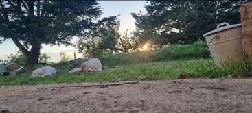 Dos perros yacen tranquilamente sobre la hierba cerca de un camino de tierra, bajo unos grandes árboles. El sol se pone detrás de ellos. A la derecha hay un cubo.