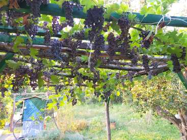 Clusters of ripe purple grapes hang from a lush green vine trellis in a garden, with sunlight streaming through leaves and a rustic shed nearby.