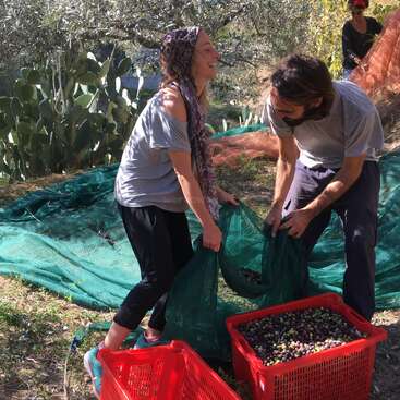The image depicts a man and woman harvesting olives from a tree, with the woman wearing a headscarf and standing on a red crate, surrounded by greenery.
