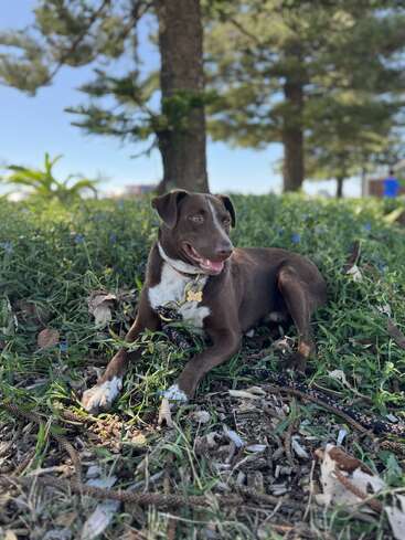 Ein braun-weißer Hund liegt entspannt auf grünem Gras im Schatten großer Bäume. Er trägt ein Halsband und eine Leine und genießt einen sonnigen Tag im Freien.