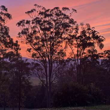 De grands arbres silhouettés se détachent sur un ciel de coucher de soleil spectaculaire, peint avec des nuances d'orange, de rose et de violet, créant une scène de paysage naturel sereine et pittoresque.