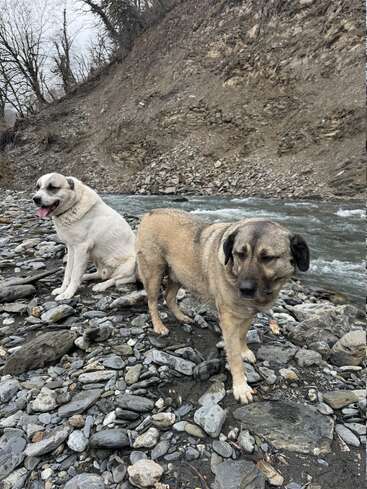 Two dogs stand on a rocky riverbank. One is tan and alert, the other white and panting. The background shows a river and barren hillside.