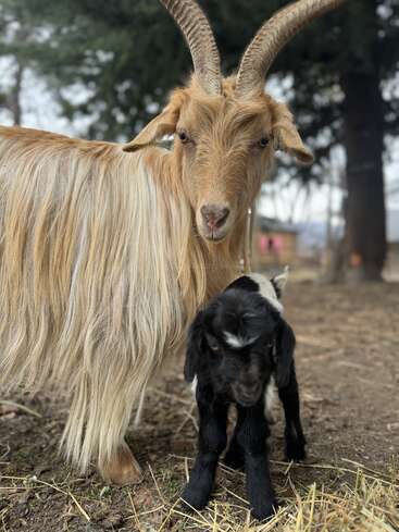 A large, long-haired brown goat with impressive curved horns stands protectively beside a small black baby goat. They are outdoors, surrounded by trees and straw.