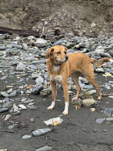 A brown and white dog stands alert on rocky, sandy ground outdoors. The dog appears curious, gazing to the side, surrounded by scattered stones and earth.