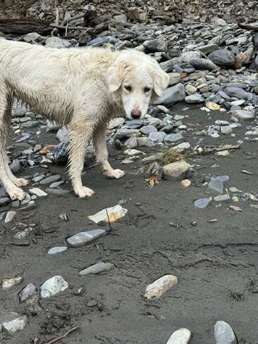 A wet, light-colored dog stands on a rocky, muddy ground. The dog looks slightly sad or pensive, surrounded by scattered stones and natural debris.