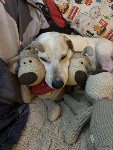 A sleepy dog rests its head between two knitted stuffed animals, surrounded by cozy blankets and pillows with playful designs. The scene feels warm and comforting.