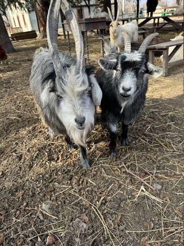 Two goats with long, curved horns stand close together on a farm. Other goats and wooden tables are visible in the background, creating a rustic scene.