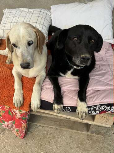 Two dogs, one cream-colored with a striking blue eye, the other black with white markings, rest together on cozy cushions and pillows, looking up affectionately.