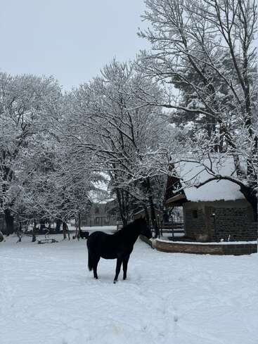 A black horse stands on snowy ground amidst leafless trees covered in snow. In the background, there's a rustic stone building with a snow-covered roof.