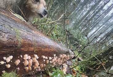 Un chien curieux regarde un tronc tombé couvert de champignons, entouré d'une forêt brumeuse et dense avec des plantes vertes et de grands arbres en arrière-plan.