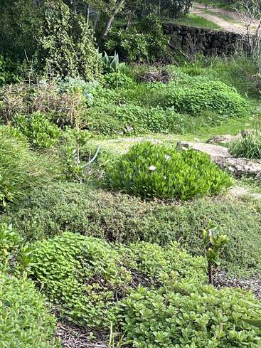 Ein üppiger, grüner Garten mit verschiedenen Sträuchern, Bodendeckern und kleinen Pflanzen. Es gibt einen Weg mit Steinen, einige Bäume und eine rustikale Steinmauer im Hintergrund.