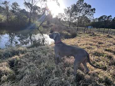 Um cachorro grande com uma coleira vermelha está na grama seca perto de um lago calmo, olhando para a distância, com a luz do sol passando pelas árvores ao redor. Cena tranquila.