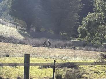 Em um campo iluminado pelo sol, dois cangurus parecem estar lutando boxe enquanto outros pastam nas proximidades. Árvores altas cercam a área, cercada por postes de madeira.