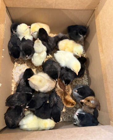 Eine Gruppe flauschiger Küken in verschiedenen Farben kuschelt sich in einer mit Holzspänen ausgelegten Pappschachtel zusammen und schafft eine gemütliche und lebendige Szene.