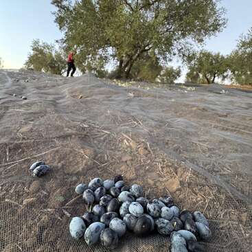 Nahaufnahme von frisch geernteten Oliven, die auf einem mit Netzen ausgelegten Boden in einem Olivenhain liegen, im Hintergrund eine Person, die zwischen den Bäumen spaziert.