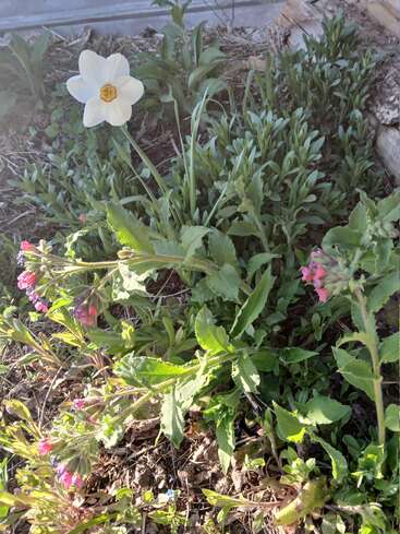 Un único narciso blanco se yergue entre el follaje verde y las flores silvestres rosadas, disfrutando de la luz del sol. El parterre cuenta con plantas sanas y vibrantes y mantillo natural.