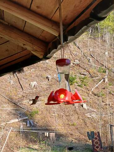 Un comedero rojo para colibríes cuelga bajo un techo de madera. Un colibrí revolotea cerca. Al fondo se ve una ladera con tocones y vegetación escasa.