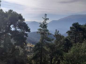 Esta imagen muestra un sereno paisaje de montaña con altos pinos en primer plano, colinas neblinosas a lo lejos y un cielo suave y nublado.