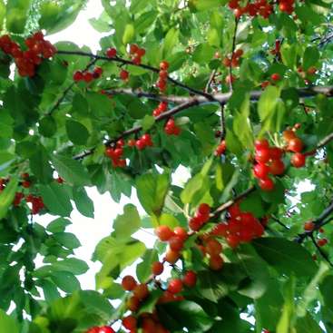 Help Out On A Small Organic Farm At The Edge Of Albuquerque New Mexico