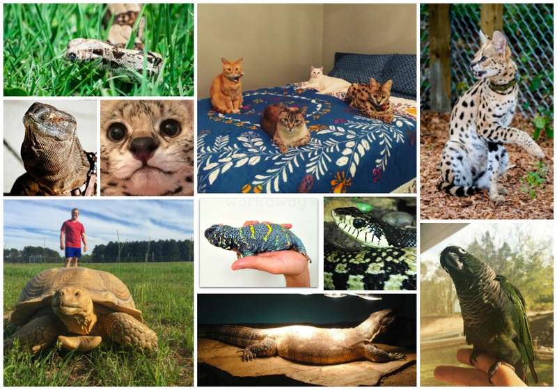 Petsitting Exotic Animals in South Carolina, USA!