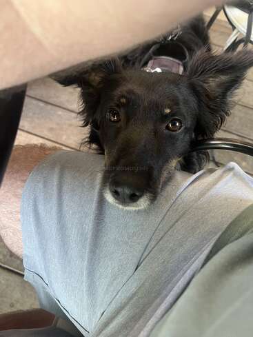 Um cachorro preto com orelhas grandes descansa a cabeça no colo de uma pessoa, olhando para cima com olhos expressivos. A pessoa está vestindo shorts cinza claro, sentada ao ar livre.