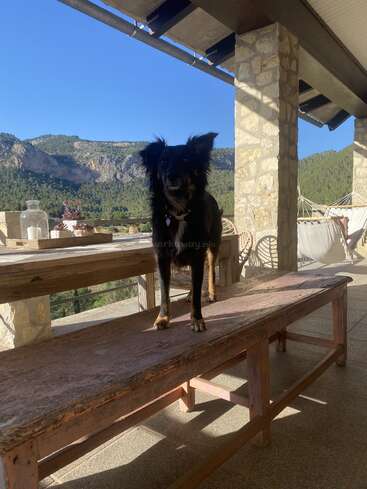 Um cachorro preto está em cima de um banco de madeira rústico num pátio de pedra. Montanhas, vegetação e céu azul formam o cenário de fundo, criando uma atmosfera tranquila.