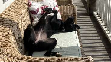 Um cachorro preto está deitado de barriga para cima em um sofá de vime, aproveitando o sol. Atrás dele, há almofadas com estampas florais, e a luz do sol invade a varanda.