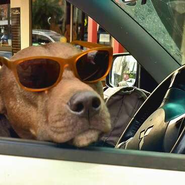 Un perro con unas elegantes gafas de sol marrones asoma la cabeza por la ventanilla del coche, con aire relajado y desenfadado. El perro va en el asiento delantero.