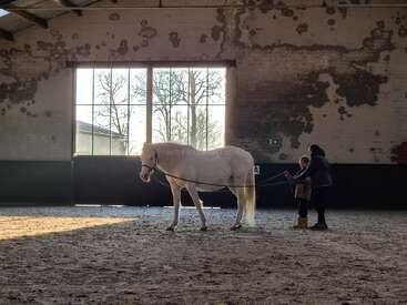A white horse stands indoors near a large window. A child, guided by an adult, holds the horse’s reins. Sunlight streams, casting soft shadows.