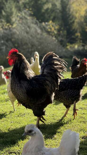 Un majestuoso gallo negro se yergue orgulloso bajo la luz del sol, rodeado de varios pollos y gallinas que pastan en la hierba verde, con un fondo natural difuminado detrás.