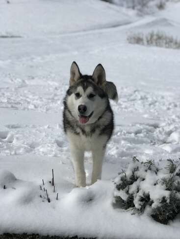 Un husky peludo y feliz se encuentra de pie sobre la nieve fresca y blanca. El fondo es un paisaje nevado con colinas y plantas dispersas cubiertas de nieve, lo que crea una escena tranquila.