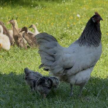 Una gallina grande y gris está de pie sobre la hierba verde, con sus dos pollitos a su lado. Al fondo, un grupo de patitos se reúne para disfrutar del día soleado.