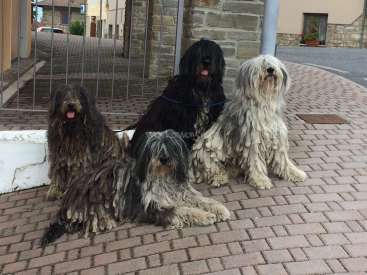 L'image représente quatre chiens au long pelage hirsute, assis sur un trottoir en briques devant un portail métallique. Les chiens sont brun foncé, noir et blanc.
