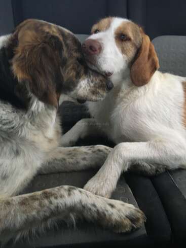 Dois cães estão se abraçando carinhosamente em um assento de carro. Um cão descansa a cabeça gentilmente no pescoço do outro, criando um momento de carinho e amor.