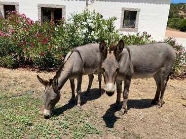Two donkeys stand in a sunlit garden beside a white house. One donkey grazes while the other looks forward. Vibrant flowers bloom in the background.