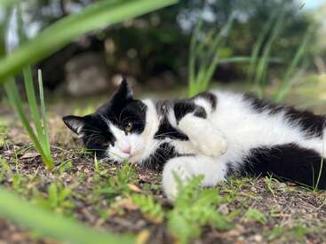 Um gato preto e branco deita-se confortavelmente no chão, cercado por grama e plantas verdes, parecendo relaxado e contente ao ar livre em um dia ensolarado.