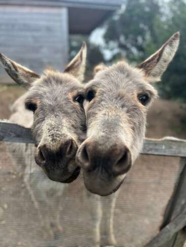 Dois burros estão juntos, pressionando seus rostos contra uma cerca de madeira. Seus narizes curiosos e orelhas grandes estão voltados para a câmera, criando uma cena adorável.