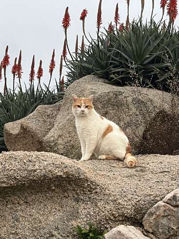 Um gato branco e laranja senta-se majestosamente em grandes rochas, cercado por plantas verdes pontiagudas e flores altas e vermelhas sob um céu nublado. Atmosfera tranquila.