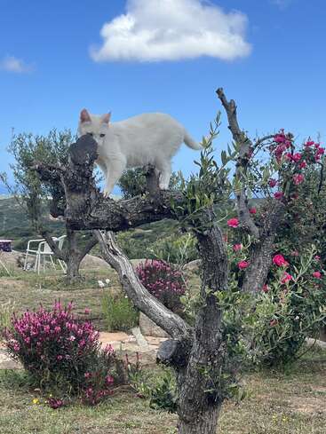 Um gato branco está graciosamente no galho de uma árvore retorcida, cercado por flores cor-de-rosa, arbustos verdes e um céu azul brilhante com nuvens.