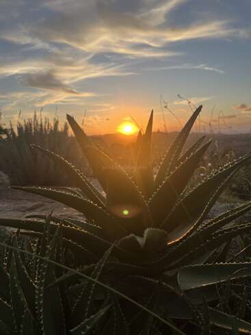 Uma planta de aloe vera está em silhueta contra um pôr do sol vibrante, com a luz dourada do sol passando por suas folhas. Nuvens esparsas e colinas distantes completam a cena serena.