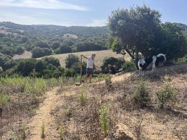 Uma pessoa está ao ar livre segurando uma bengala, usando chapéu e bermuda. Um cachorro preto e branco fareja o chão nas proximidades. Colinas verdes e árvores os cercam.