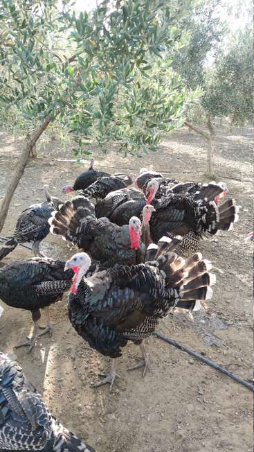 Un grupo de pavos de plumas oscuras y barbas rojas se reúne bajo frondosos árboles en un terreno de tierra, disfrutando juntos de la sombra y del entorno natural al aire libre.