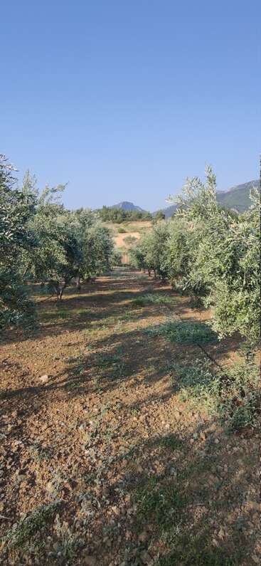 The image depicts a serene olive grove, with rows of olive trees and a dirt path leading to a distant mountain under a clear blue sky on a sunny day.