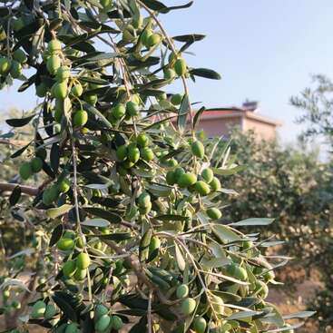 A imagem mostra uma árvore com folhas e galhos verdes, com um cacho de azeitonas em sua base, tendo como pano de fundo um céu claro e algumas árvores à distância.